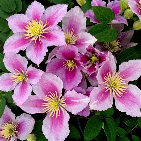 Clematis ‘Piilu’ (Early Large